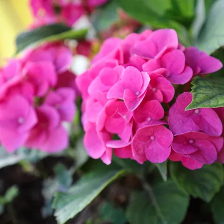 بيت للعطل Casa Versomare غاليانو دل كابو