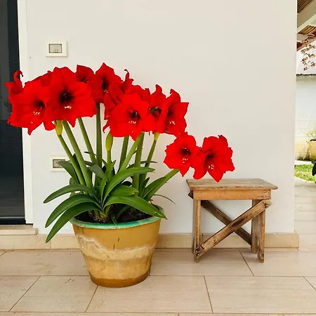 بيت للعطل Casa Versomare